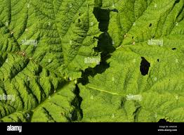 Image result for Haloragaceae