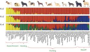 the canine genome