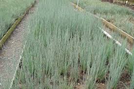 Image result for Andropogon schirensis