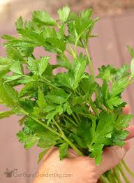 It is an essential ingredient of many dishes, including salsa verde and tabouleh. How To Harvest Parsley With Pictures Planting Herbs Parsley Plant Perennial Herbs
