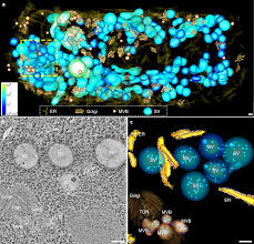 The solutes present in vacuoles are known to absorb water. A Whole Cell Electron Tomography Model Of Vacuole Biogenesis In Arabidopsis Root Cells Nature Plants