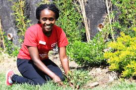 Leaves and flowers are used to make tea. Flowers For Food Gmc Fun Place Kitengela