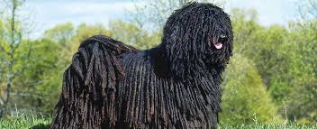 This breed standard for the hungarian puli is the guideline which describes its ideal characteristics, temperament, appearance and colour. Puli Dog Breed Profile Petfinder