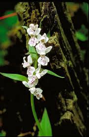 Image result for Orchidaceae