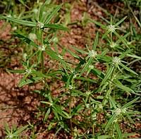 Image result for Spermacoce deserti