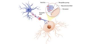 Alzheimer's is a type of dementia that affects memory, thinking and behavior. Neurotransmitters Trivia Quiz Questions Proprofs Quiz