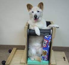 We're a group of pet parents and friends who attend various rescue events to help spread information and awareness about this condition. Megaesophagus In Dogs Causes Treatment And Care