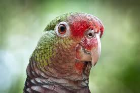 Papagaio-do-peito-roxo: uma ave exuberante da Mata Atlântica - Parque das  Aves