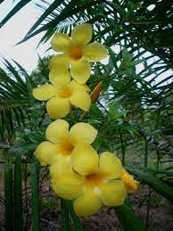 Pin On Flowers Trees Plants