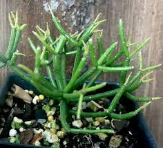 In nature, they will reach about 6 feet in height with an equal spread. Rhipsalis Hatiora Christmas Cactus Drunkards Dream Orchid Cactus Cactus Rare Succulent Plant White Yellow Flowers Epiphyllum Outdoor Gardening Home Living Tripod Ee