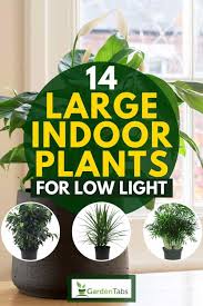 14 Large Indoor Plants For Low Light Garden Tabs