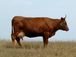 تفسير حلم رؤية البقر والبقرة والنعجة في المنام لابن سيرين Cow