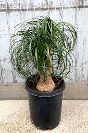 Image result for Beaucarnea