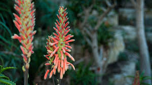 Image result for Aloe littoralis