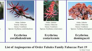 Image result for Eriosema cordatum
