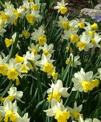Narcissus Wisley Narcissus Narcissus Flower Bulb Flowers