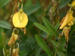 Image result for Crotalaria juncea