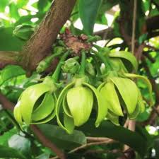 Image result for Artabotrys hexapetalus