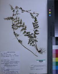 Image result for Asplenium rukararense