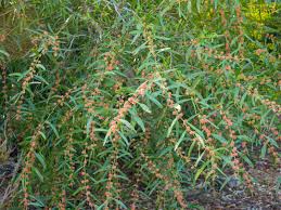 Image result for Acacia lasiopetala
