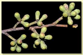 Image result for Tinnea eriocalyx