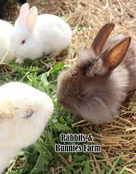 RABBITS AND BUNNIES FOR SALE, PET RABBITS NEAR ME, PET BUNNY, FARM BUNNIES, RABBITS FOR ADOPTION,RABBITS INLAND… | Rabbits For Sale, Pet Rabbit, Pet  Rabbits For Sale