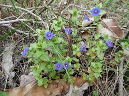 Image result for Lysimachia arvensis