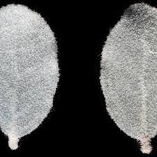 Image result for Erianthemum