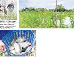 These napier grass reaper are efficient and equipped with the latest technologies. On Farms The Grass Really Is Greener
