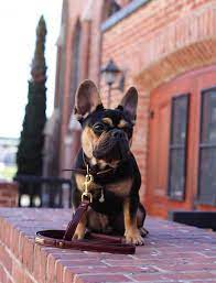 The First Thing You Ll Notice About Hamlet A 9 Month Old French Bulldog Is His Distinctive Black And T Bulldog Puppies Rottweiler Puppies French Bulldog Blue