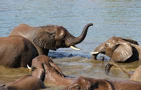 African and Asian Elephant ...