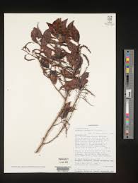 Image result for Homalium abdessammadii