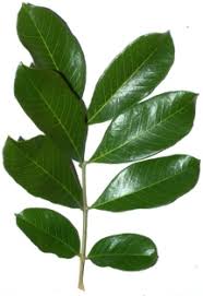 Image result for Blighia