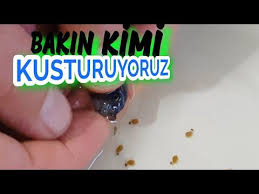 Ozel Tur Ciklet Baligina Gecis Yapiyorum Akvaryum Baliklari Mapanga Ciklet Ciklet Turleri Ciklet Baliklari Akvaryum Beta Baligi