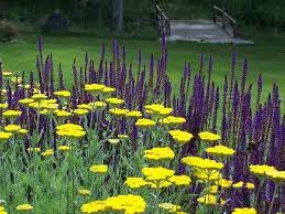 Garden Color Lighten And Brighten With Yellow Natural Garden Cottage Garden Plants Cottage Garden