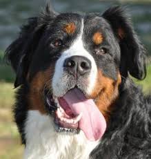 Learn how fda brings new oncology treatments to market and questions to ask your vet about your dog's cancer diagnosis. How To Cope When Your Dog Has Cancer