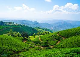 Sreemangal Tea Garden Bangladesh Tour