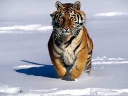 Siberian Tigers Also Known As Amur Tigers Prowl Not Siberian Taiga But The Chilly Forests Of Eastern Russia On The B Pet Tiger Siberian Tiger Tiger Pictures