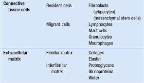 Connective Tissue Musculoskeletal Key