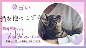 夢占い｜猫を抱っこする夢の意味は？寝る逃げるたくさん知り合いなど状況別に解説