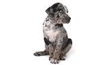 7 Things That Only Catahoula People Understand | The Dog ...