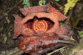 Gambar bunga matahari, mawar, sakura, anggrek, asoka, aster, dahlia, lavender yang indah, bagus, cantik, dan romantis. Bunga Rafflesia Tuan Mudae Terbesar Di Dunia Sudah Layu Antara News
