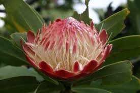Image result for Protea rupestris