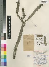 Image result for Euphorbia baylissii