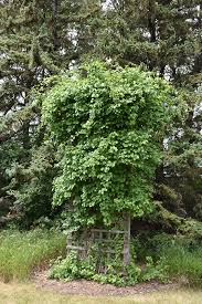 Image result for Actinidia