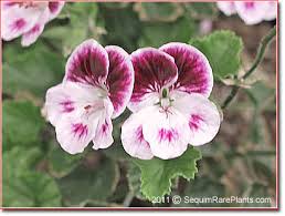 See more of martha flowers on facebook. Pelargonium Mini Martha Pelargonium Geraniums Pnw Garden