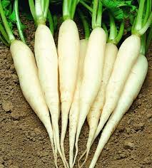 Radish Long White Icicle Seeds