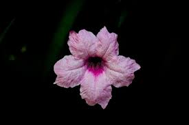 Image result for Podranea brycei