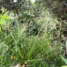 Image result for Deschampsia cespitosa