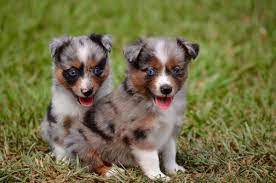 Toy Australian Shepherds Things To Know About This Breed Toyaustralianshepherdshop Com